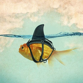 Visit Wexler Instagram - Gold fish with a Shark Fin back-pack